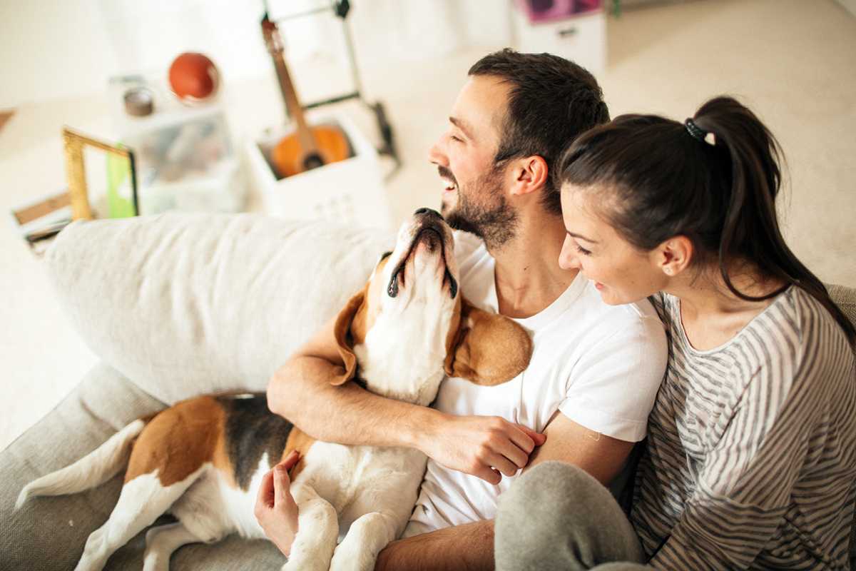 Bringing rentals and pets into modern living